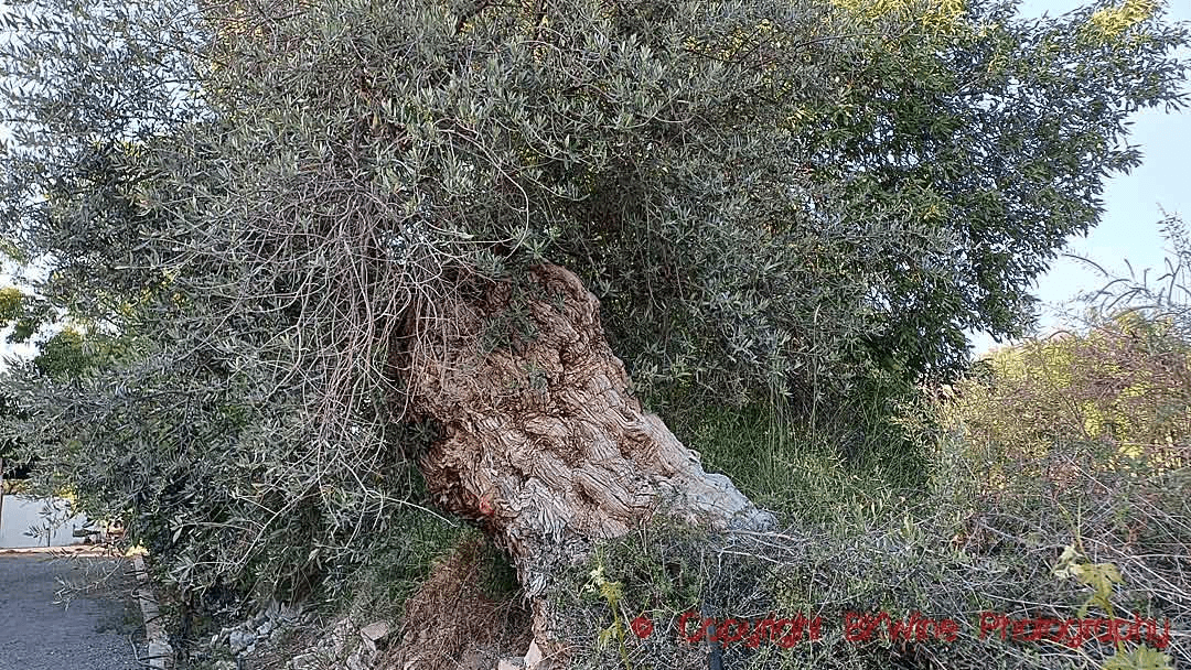 Family-Made Commandaria At Karseras Winery Has A Long History On Cyprus 2 image 174