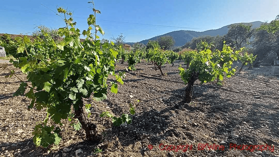 Family-Made Commandaria At Karseras Winery Has A Long History On Cyprus 5 image 177