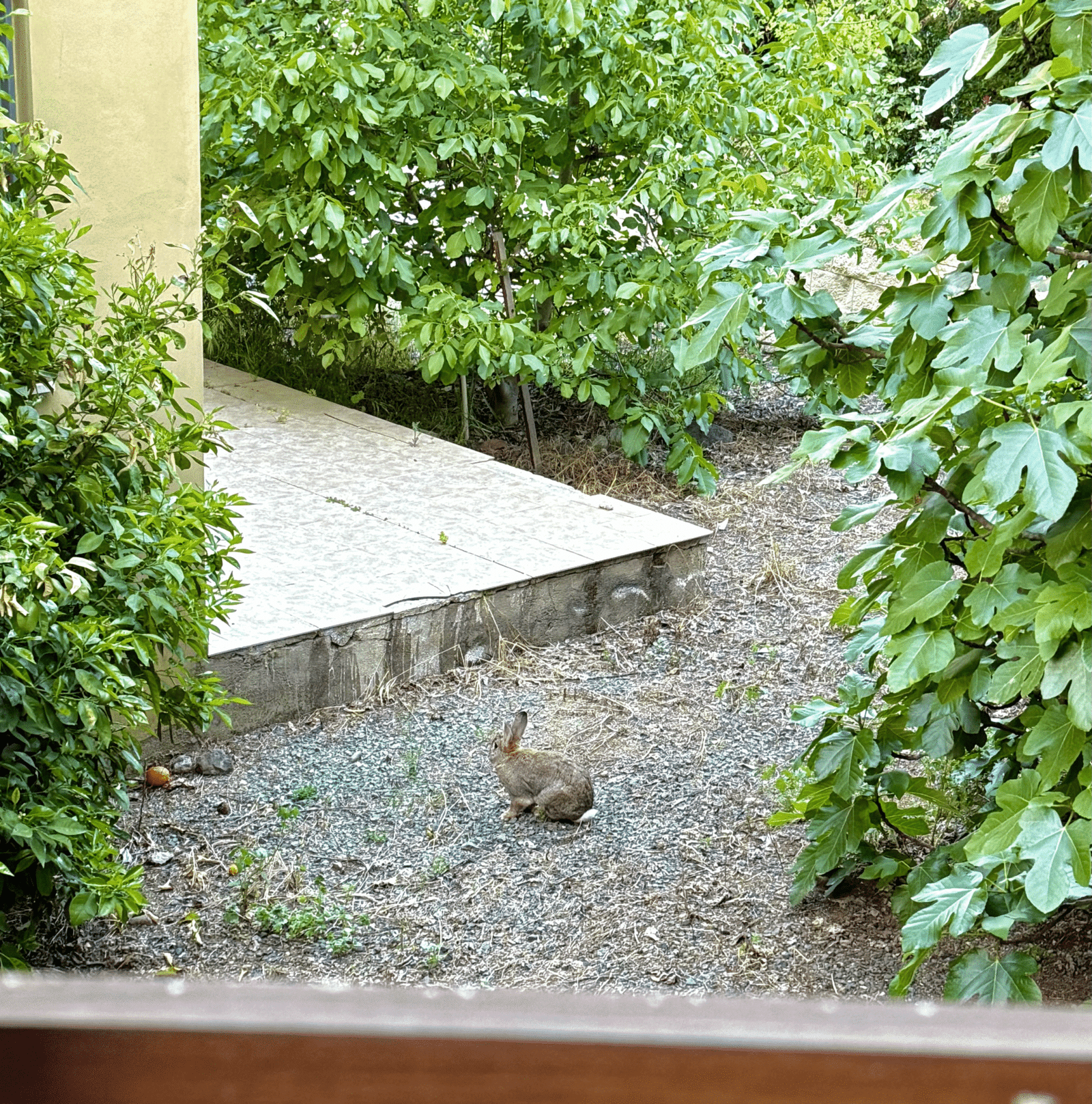 The Alice Of Kakopetria: A Story Of Magic, Rabbits, And Finding Home 4 image 180