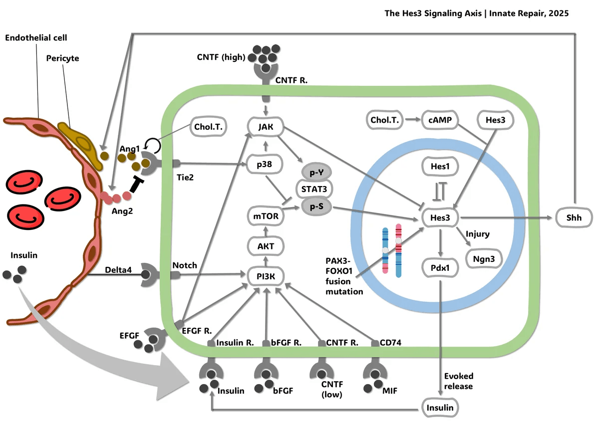 Innate Repair: The Startup Taking On Brain Tumor Relapse 1 image 253